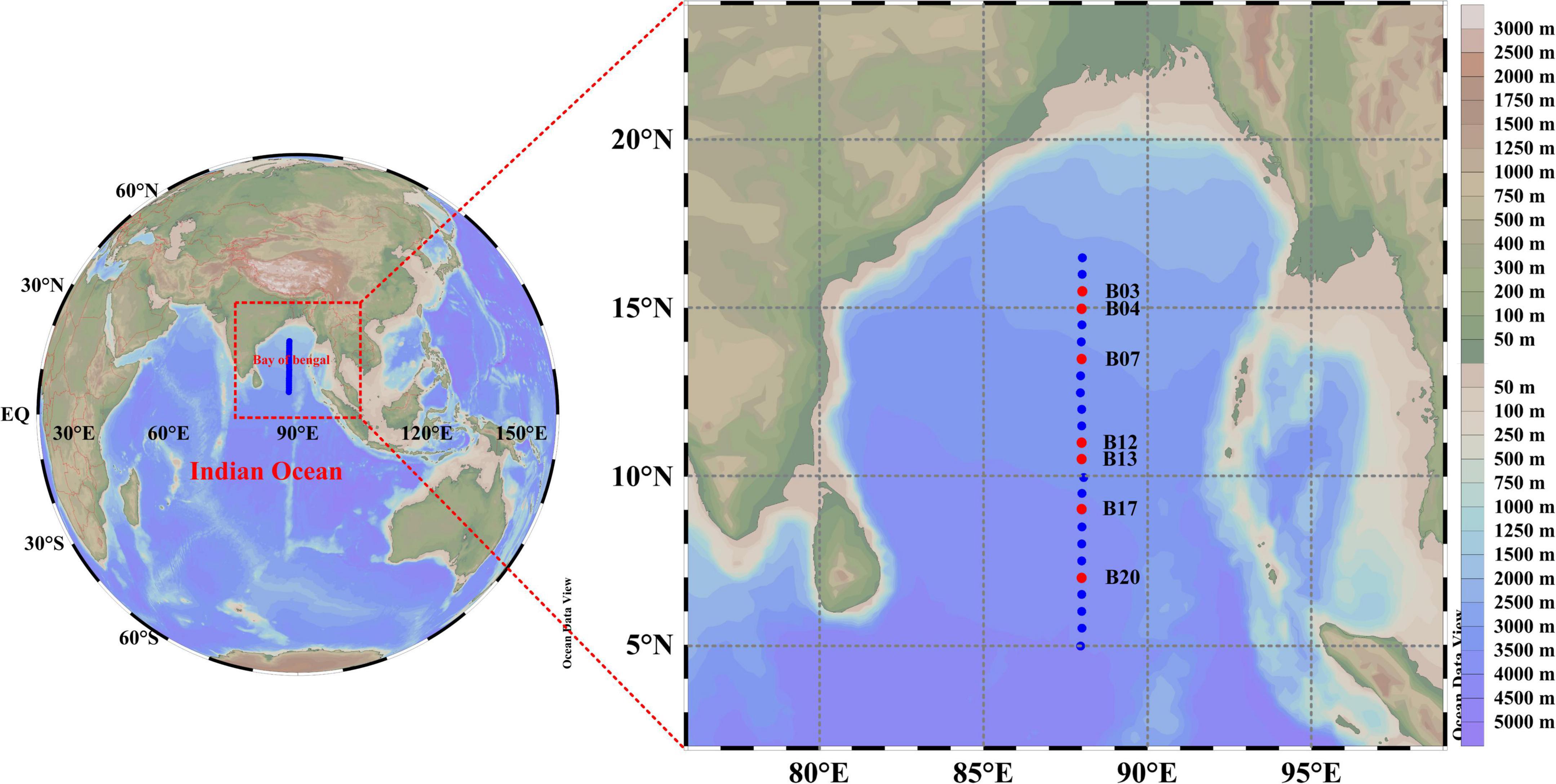 Frontiers | Diversity, structure, and distribution of