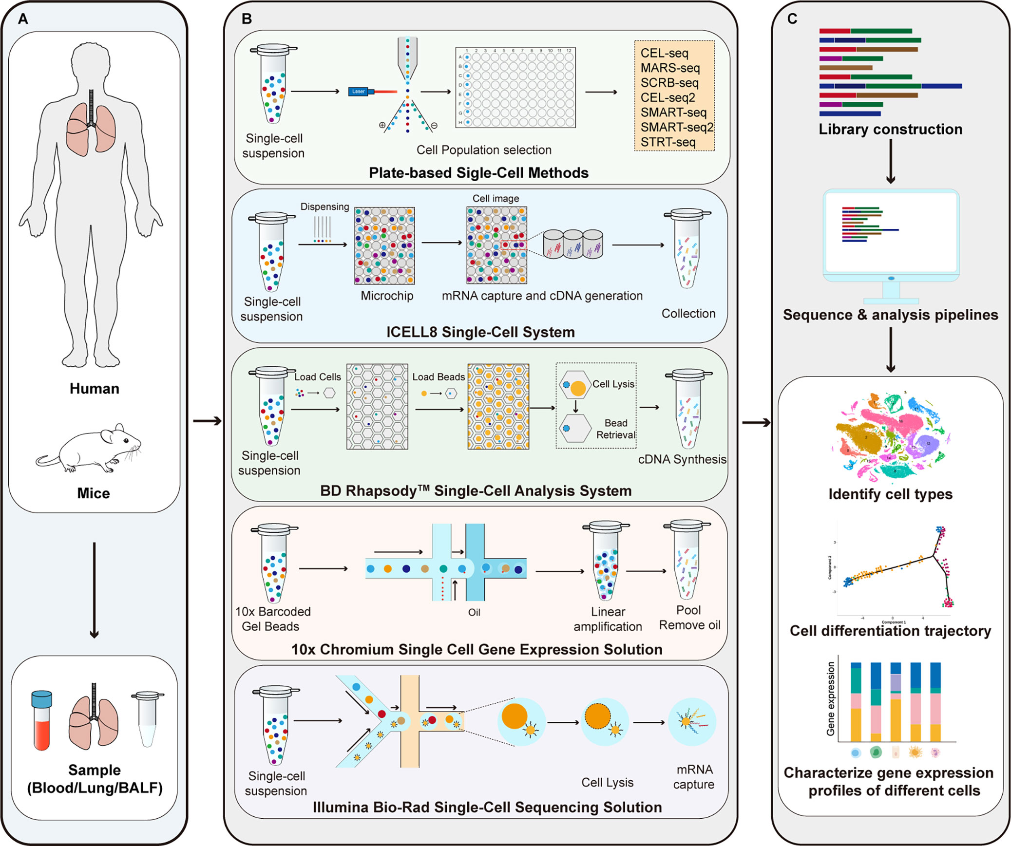 Frontiers Single Cell Rna Sequencing In Asthma Research