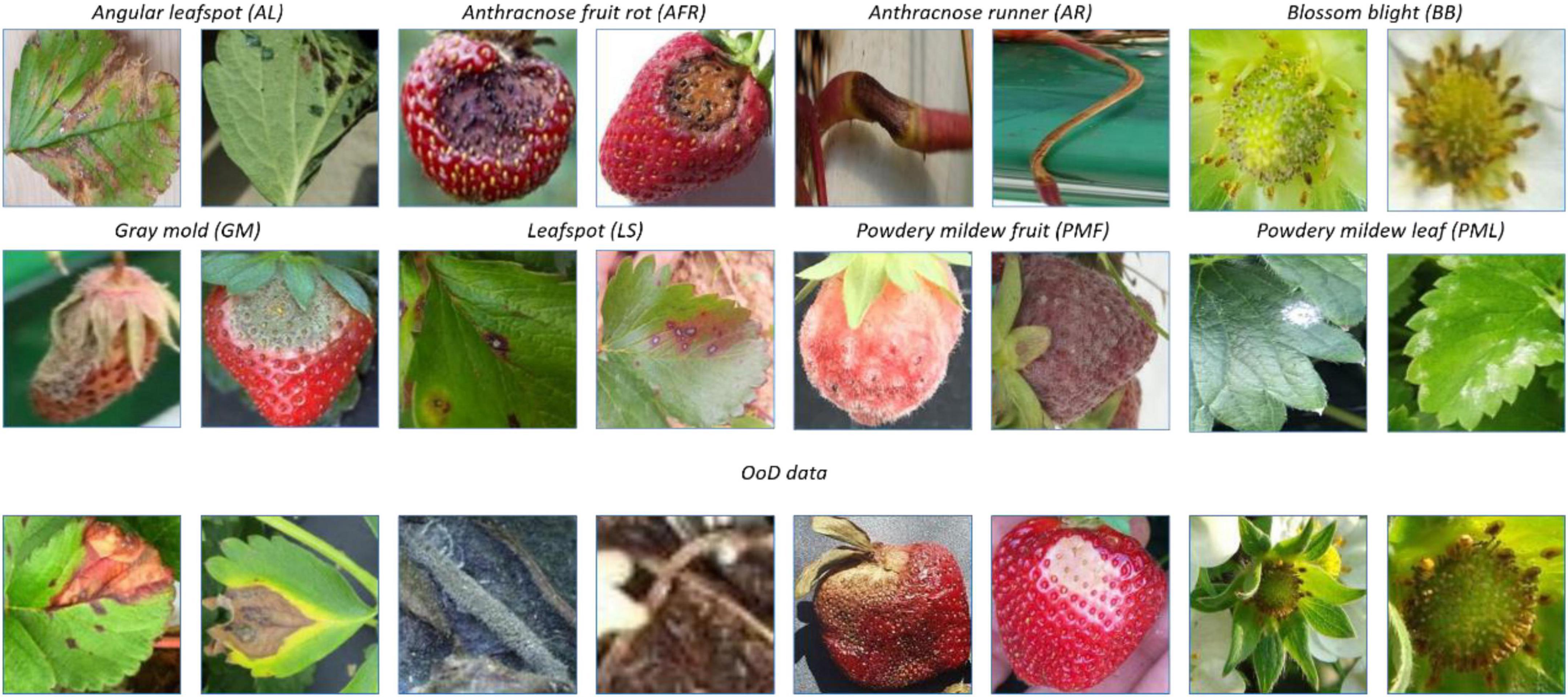 Gray mold of strawberry  Vegetable Pathology – Long Island Horticultural  Research & Extension Center