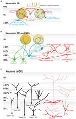 Frontiers | Neuronal Organization Of Olfactory Bulb Circuits ...