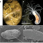 Frontiers | Microbial diversity and activity in the Nematostella ...