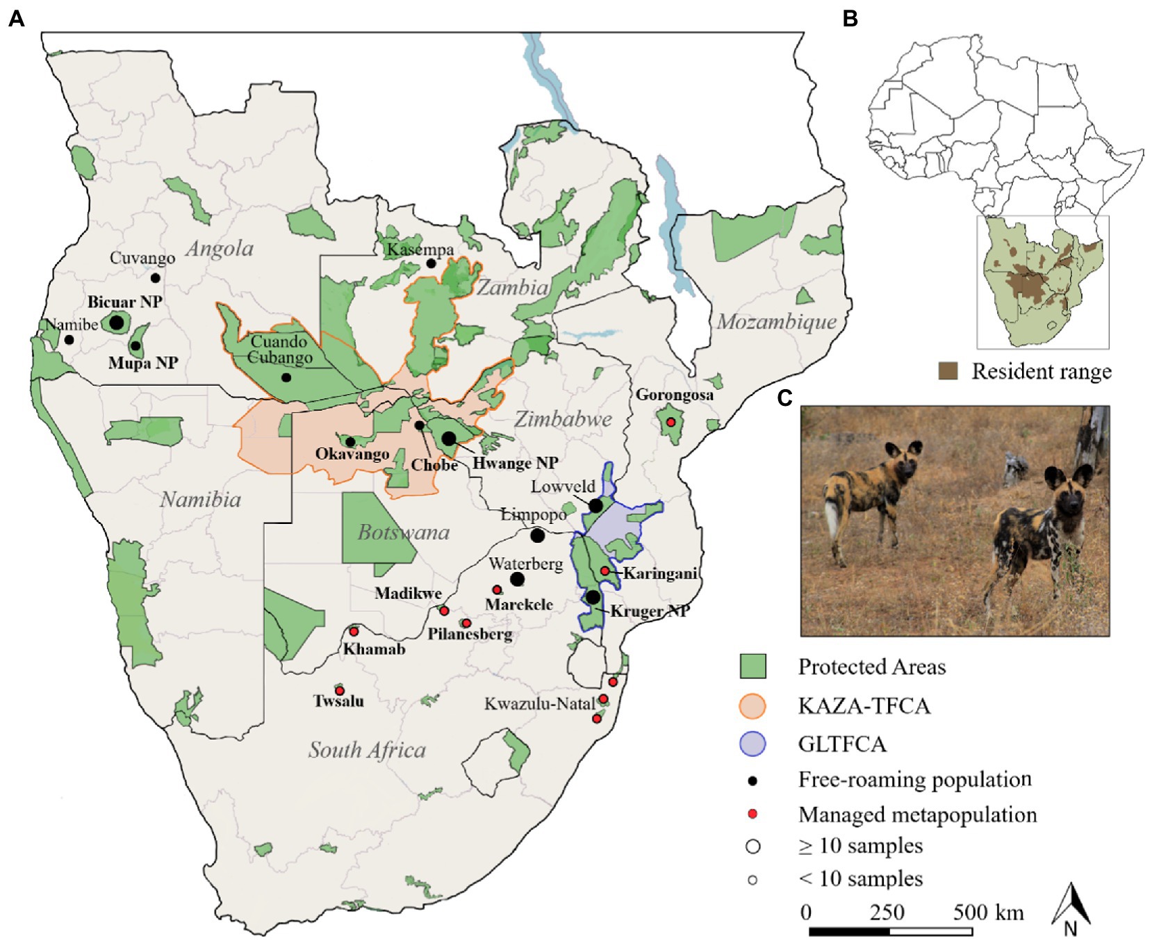 Frontiers Spatial Genetic Patterns In African Wild Dogs Reveal Signs 