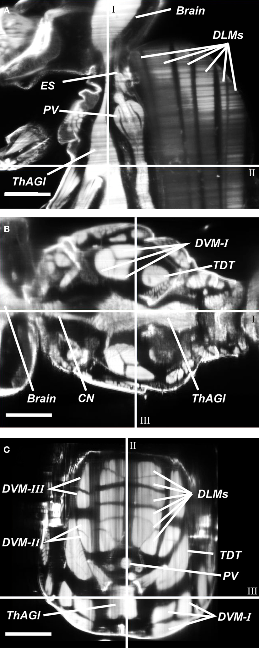 Frontiers | Three-dimensional reconstruction and segmentation of 