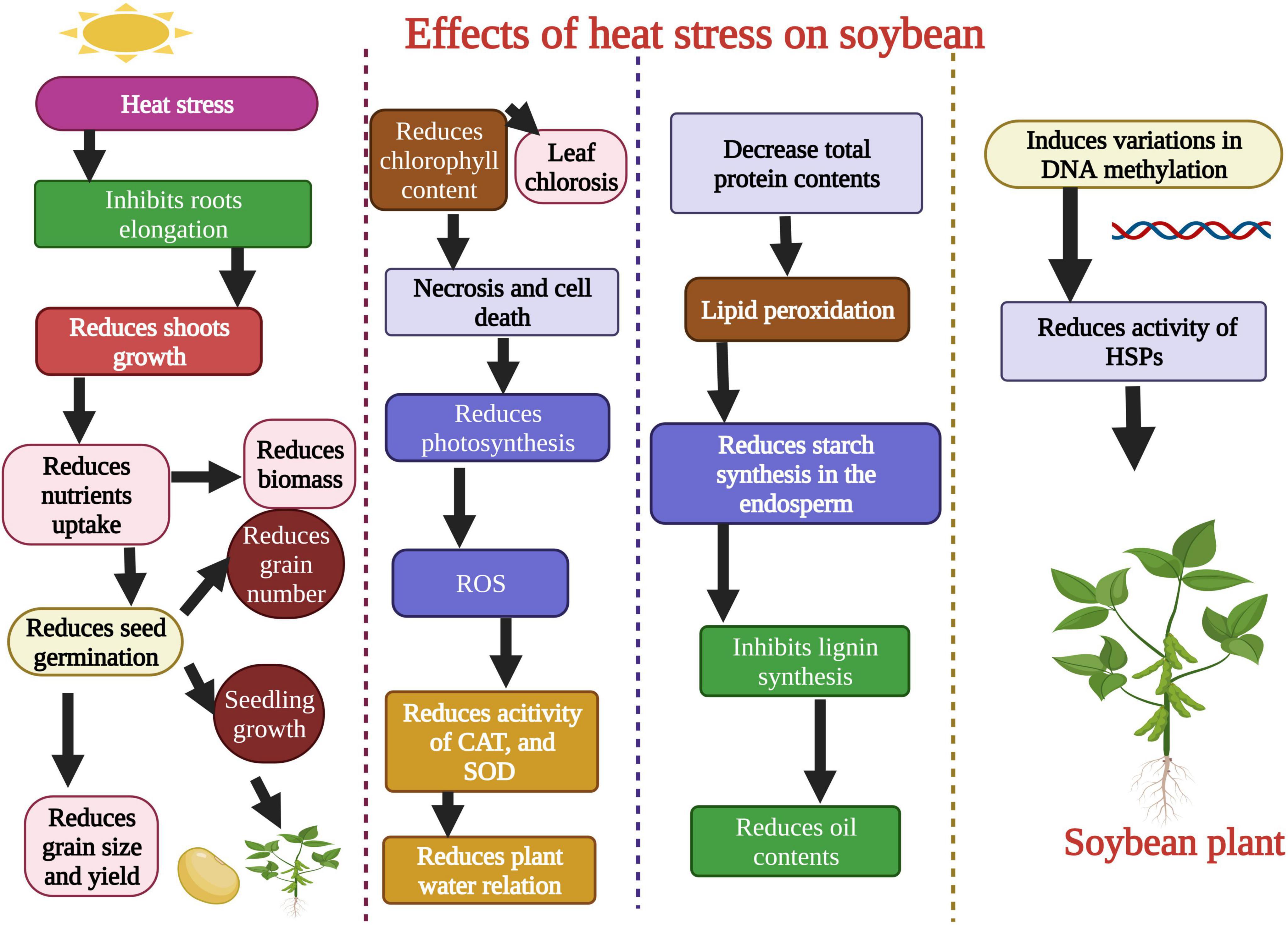 Metabolic, physiological and anatomical responses of soybean plants under  water deficit and high temperature condition
