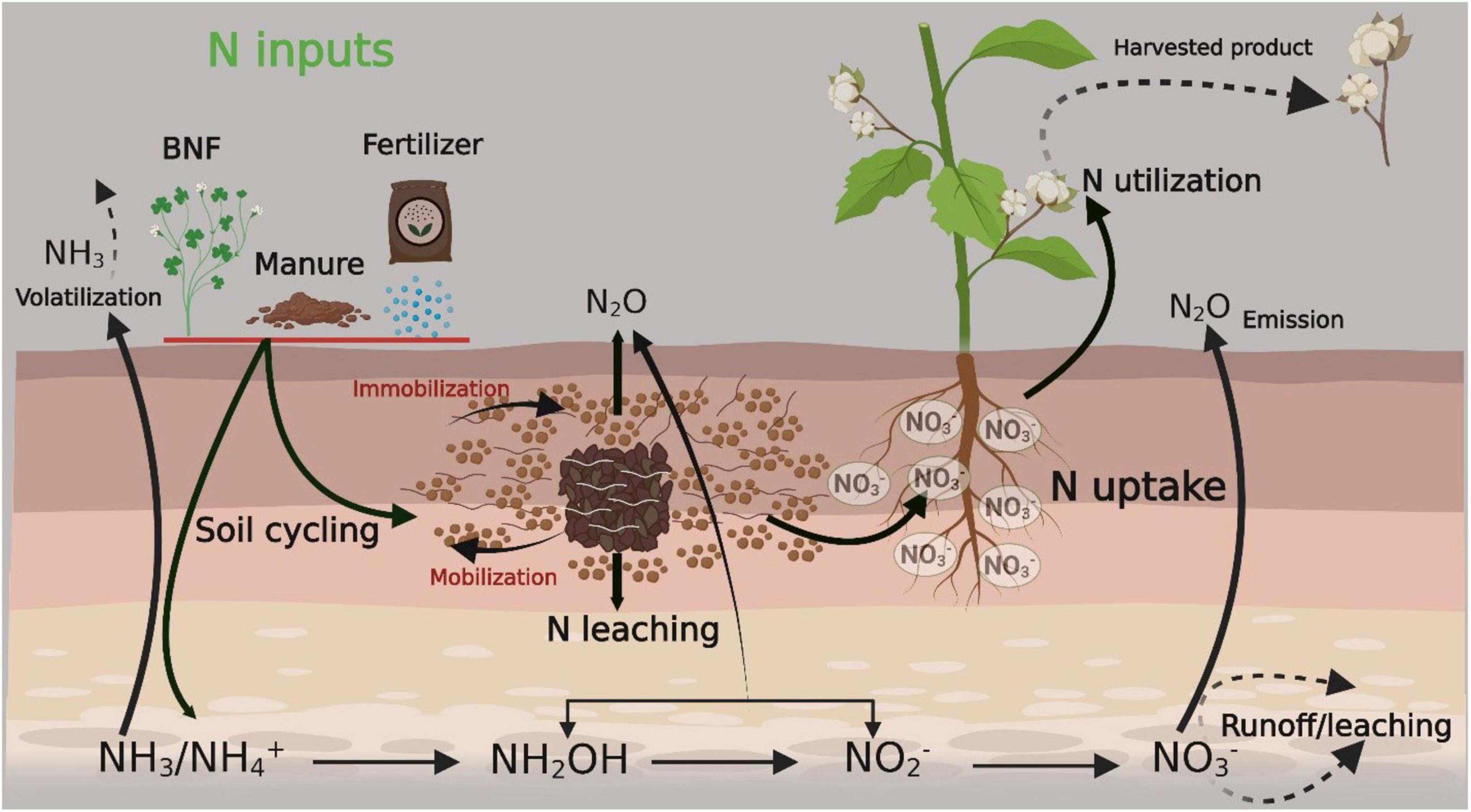 Frontiers  Enhancement of nitrogen use efficiency through agronomic and  molecular based approaches in cotton