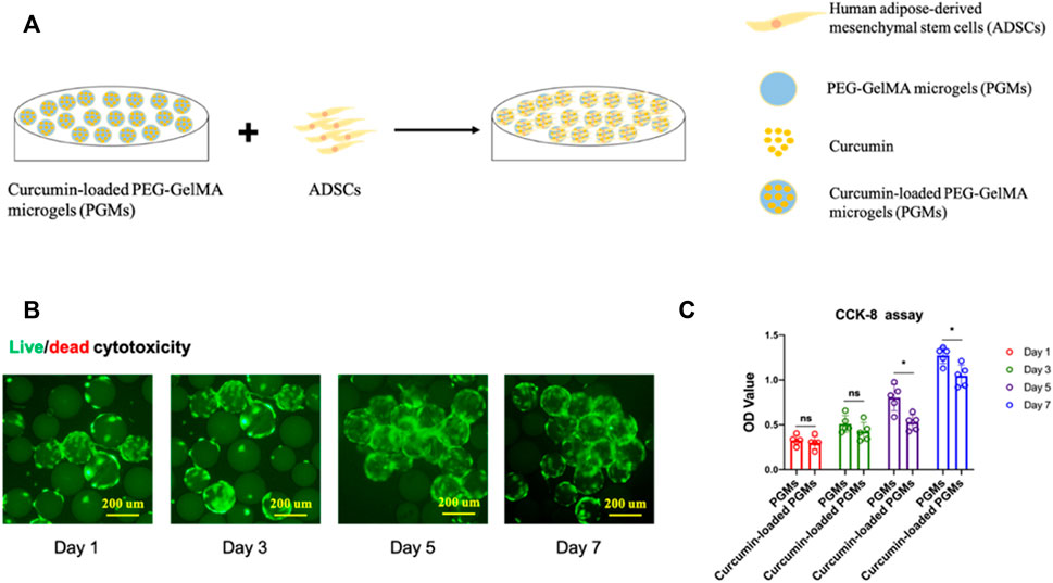 Frontiers | Dual role of injectable curcumin-loaded microgels for
