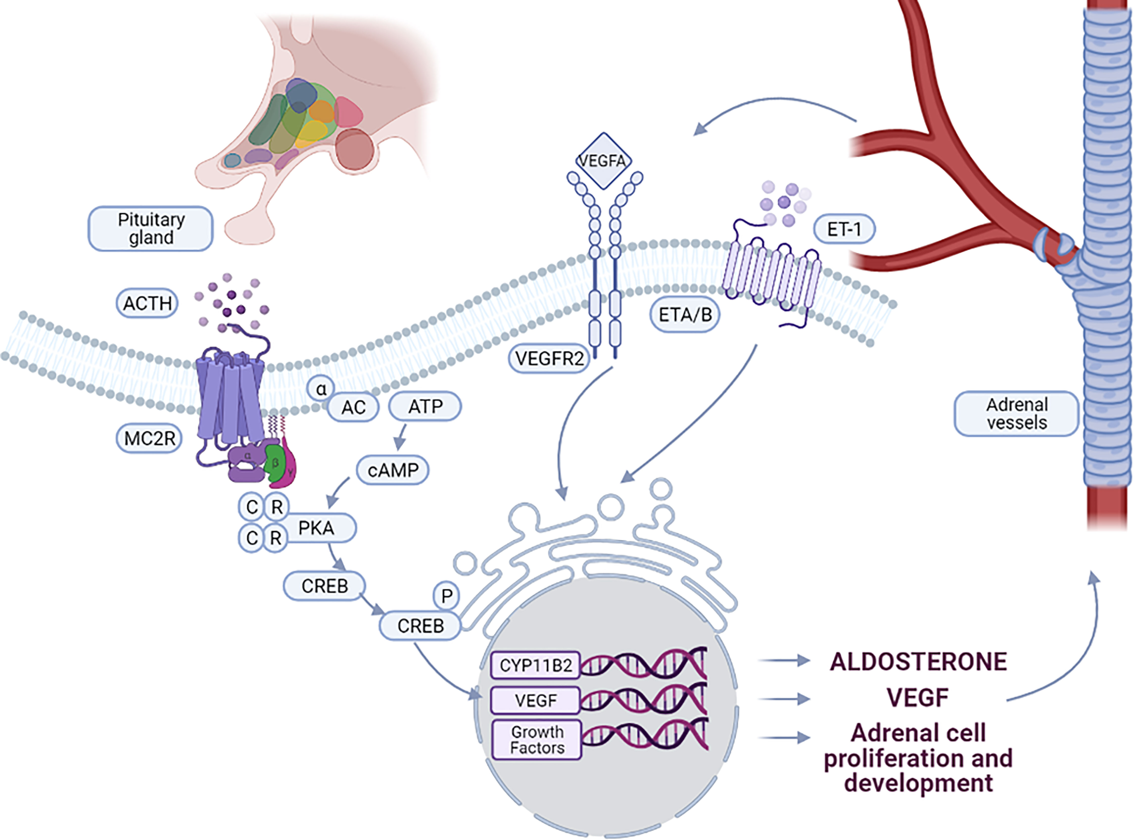 Frontiers Vascular And Hormonal Interactions In The Adrenal Gland