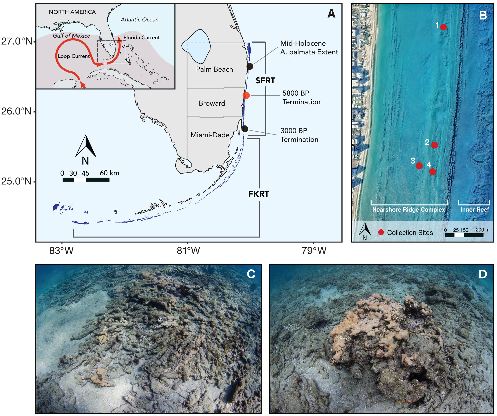 Frontiers | Climate-modulated range expansion of reef-building coral ...