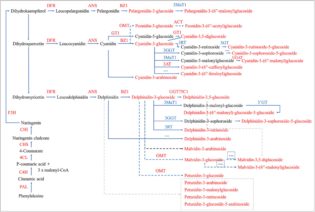 Frontiers | An integrated metabolome and transcriptome analysis of the ...