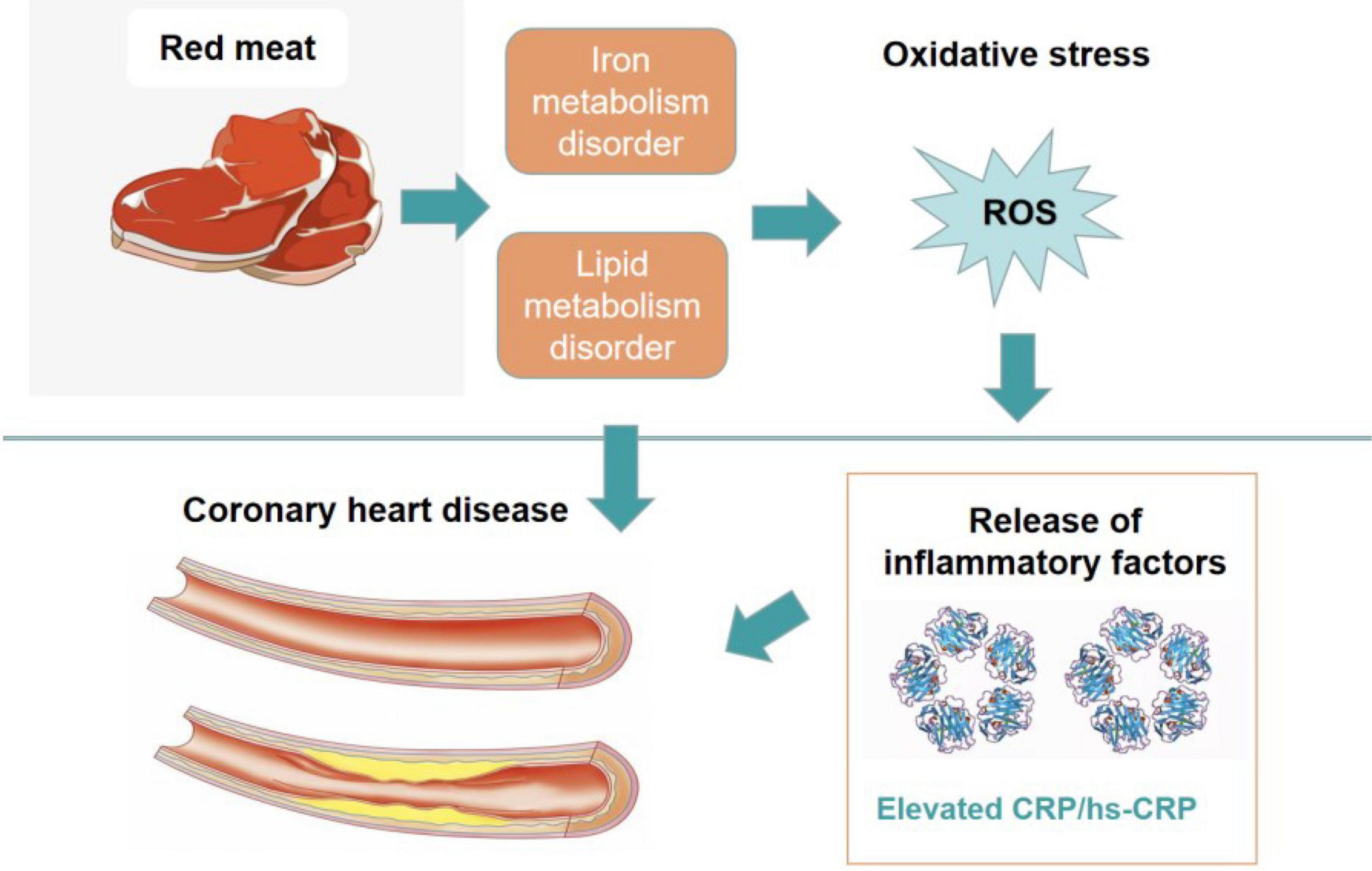 Frontiers Red Meat Consumption And Risk For Dyslipidaemia And 