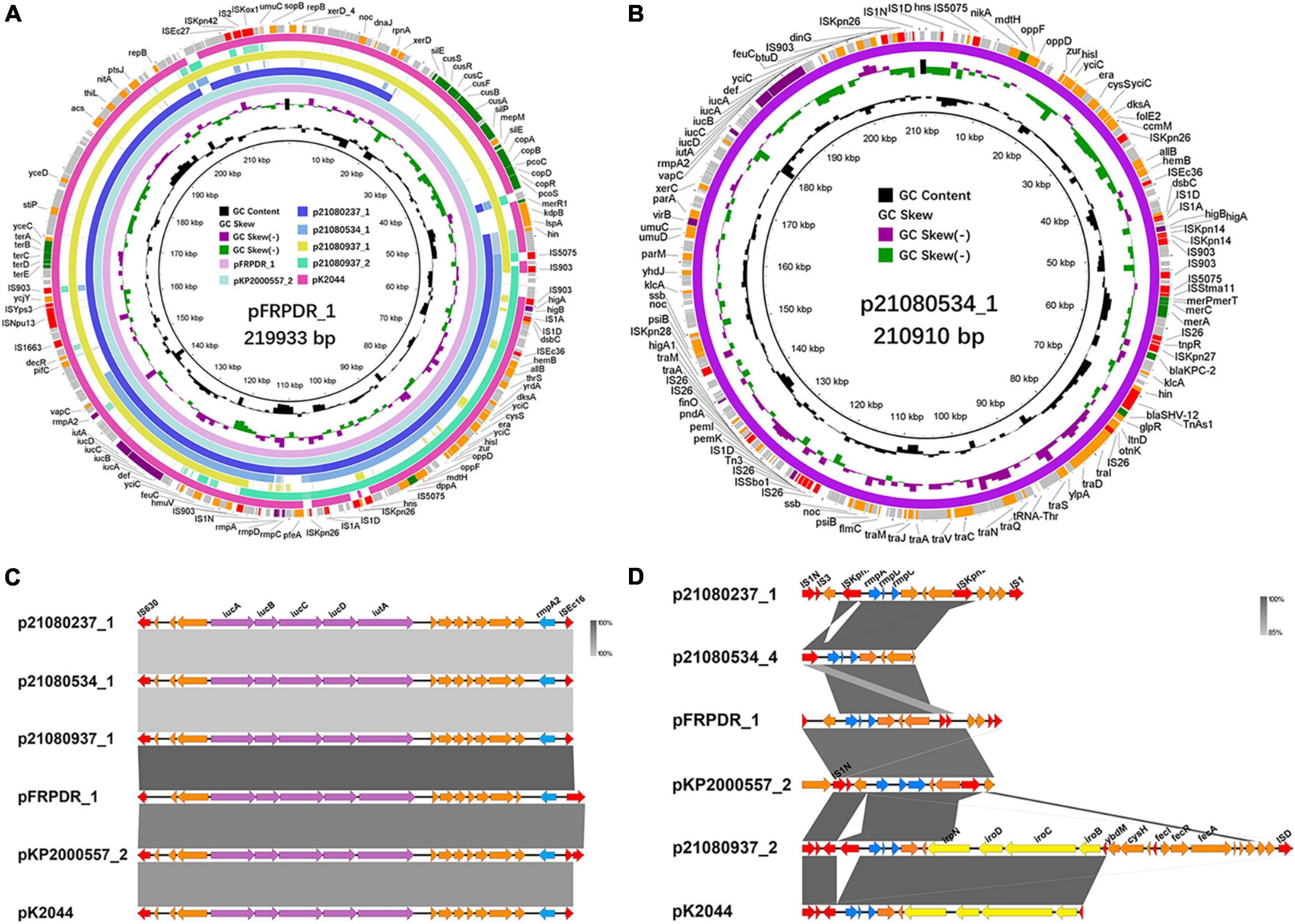 Frontiers | Epidemiological characteristics an outbreak of ST11 ...