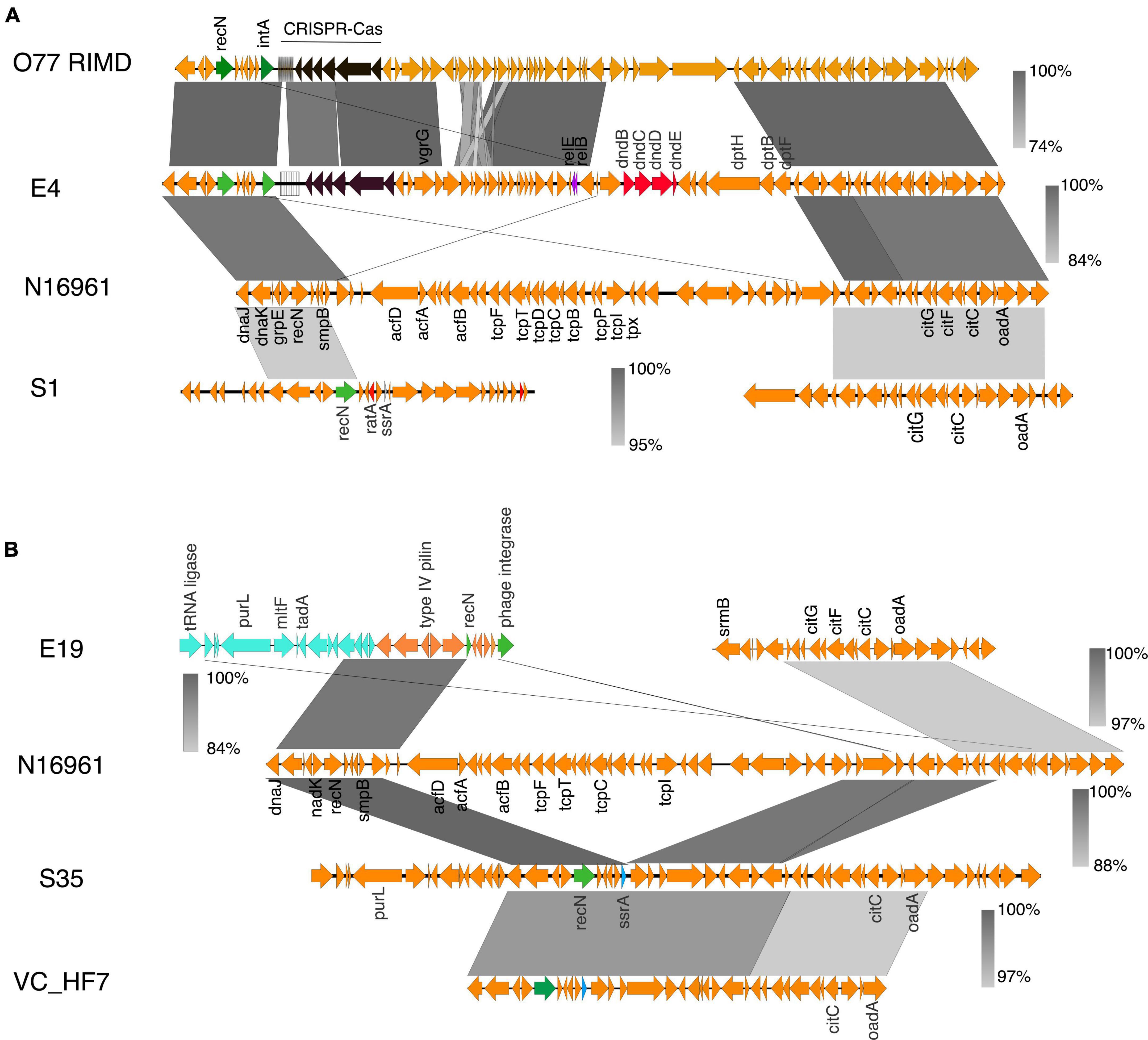 Frontiers Comparative Analysis Of Vibrio Cholerae Isolates From Ghana Reveals Variations In 5794