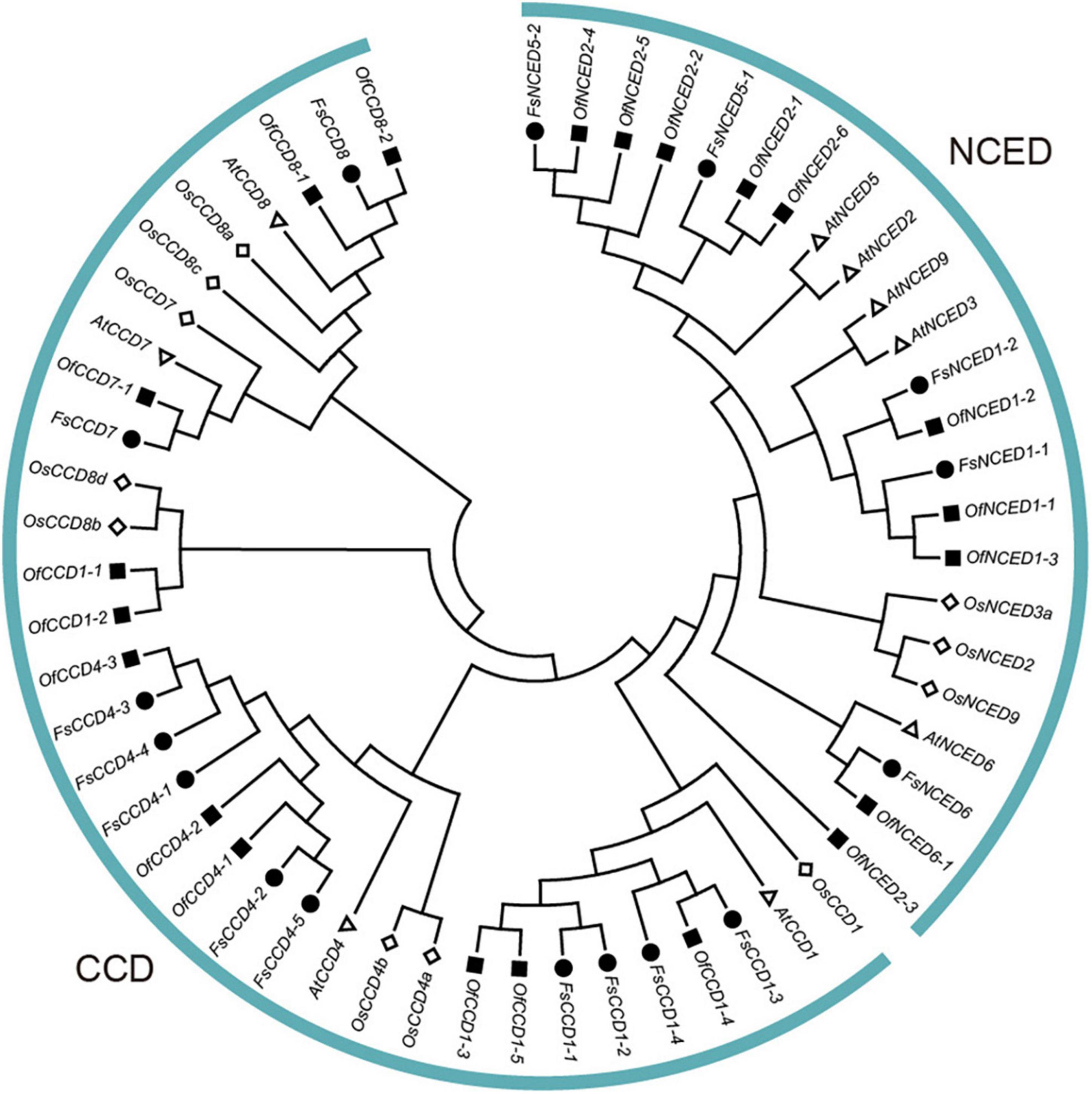 Frontiers | Genome-wide analysis of the carotenoid cleavage