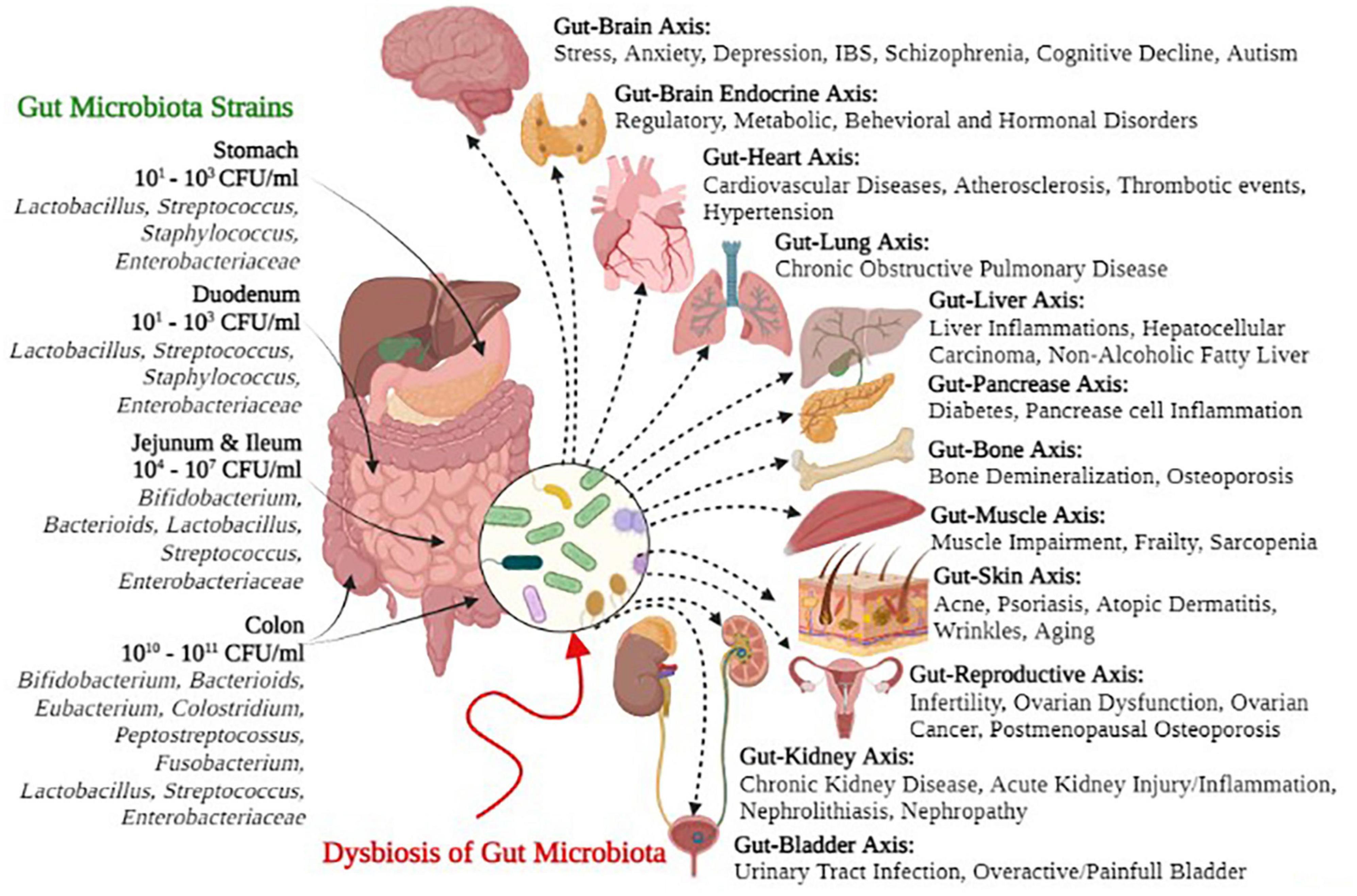 Frontiers Human Gut Microbiota In Health And Disease Unveiling The 