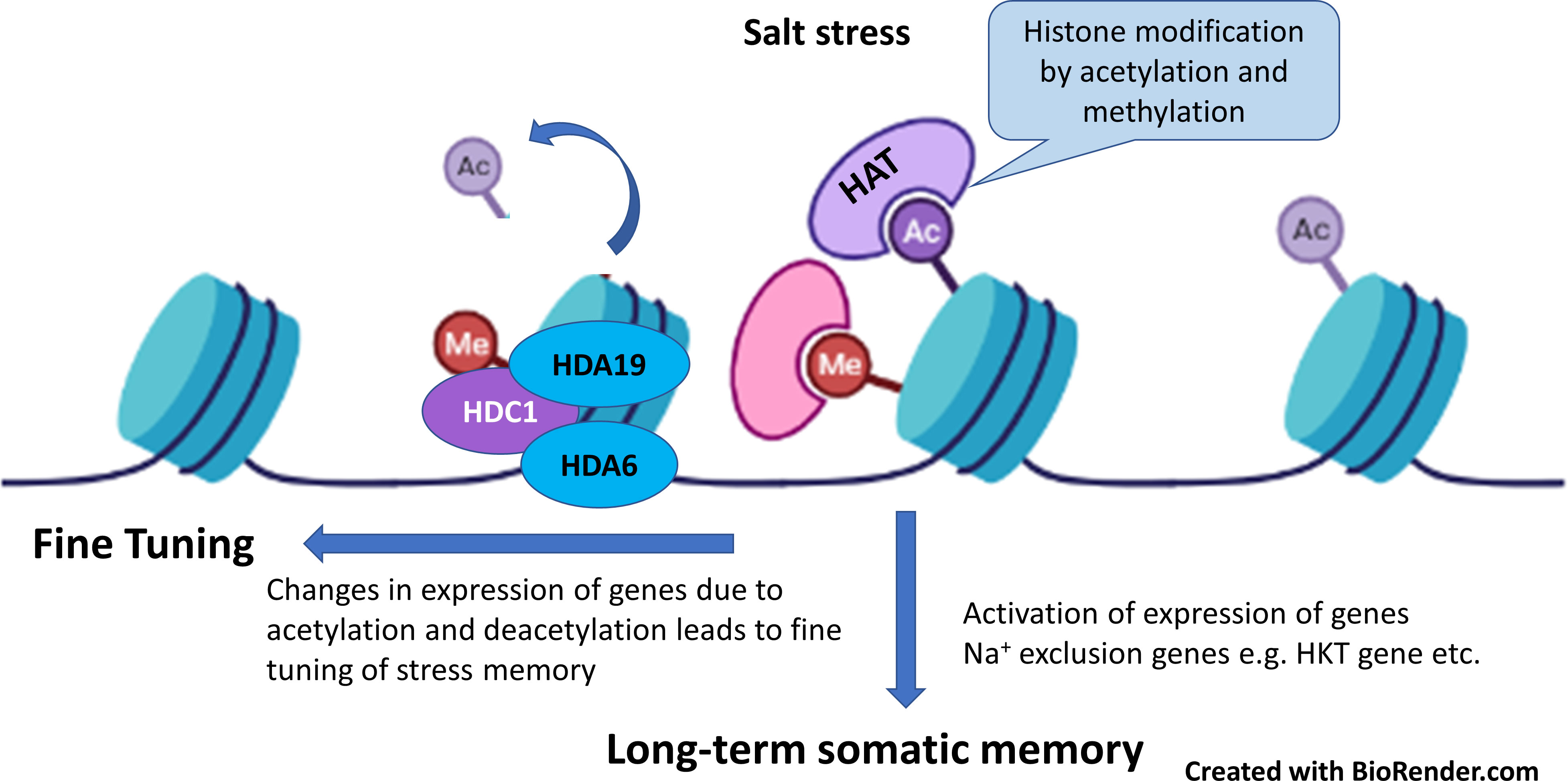 Frontiers | Salt stress proteins in plants: An overview