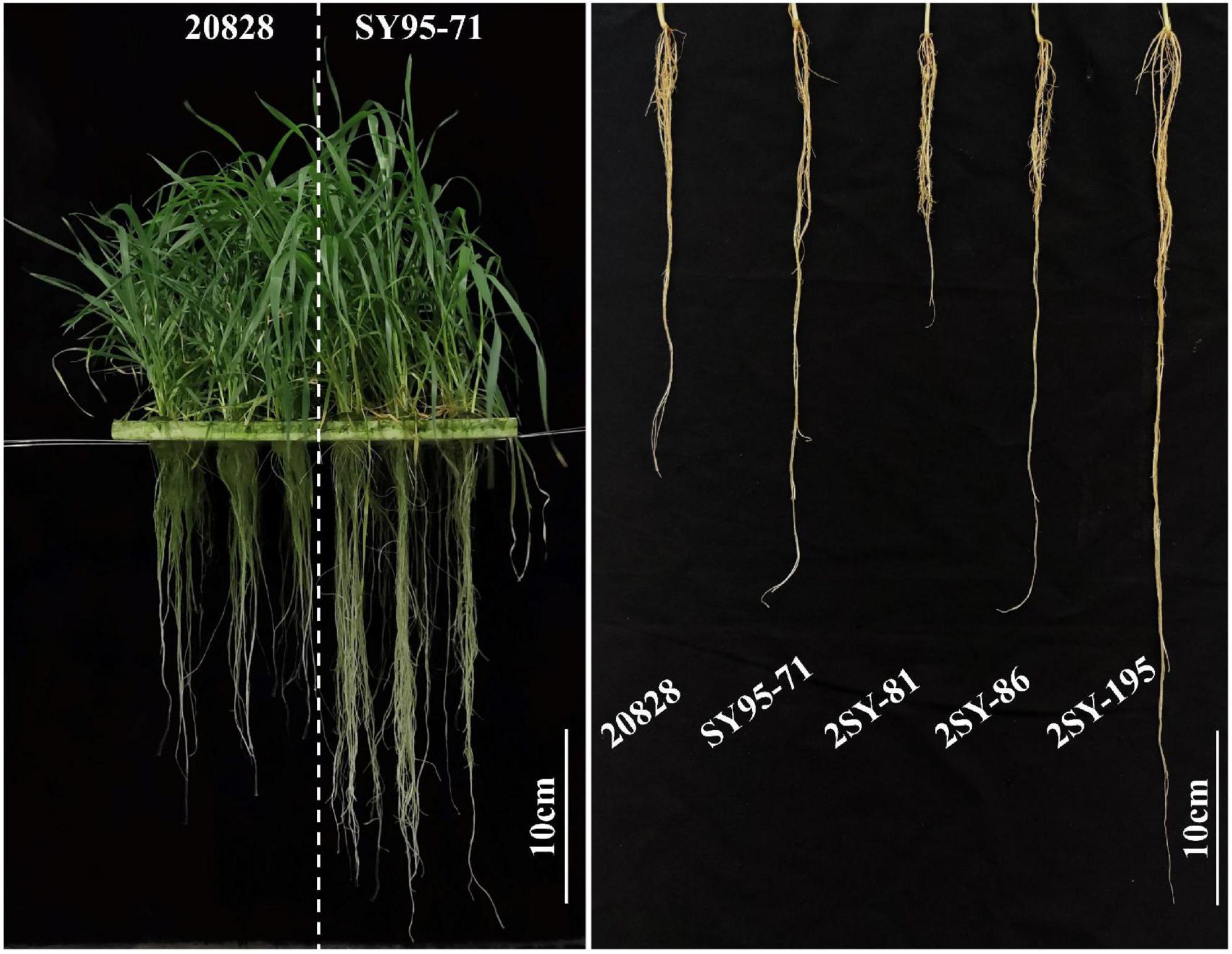 frontiers-identification-and-validation-of-a-locus-for-wheat-maximum