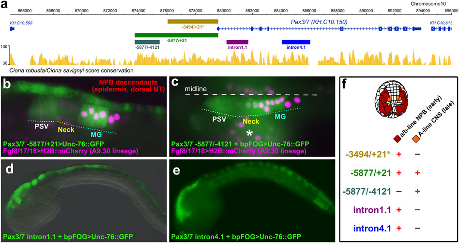 Frontiers  Pax3/7 regulates neural tube closure and patterning in