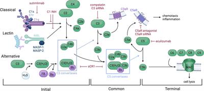 Frontiers  Thoracic organ machine perfusion: A review of concepts with a  focus on reconditioning therapies