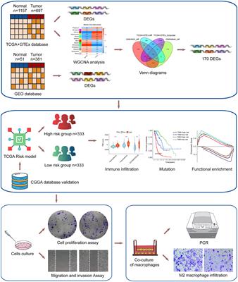 Frontiers | Identification and validation of a 17-gene signature to ...