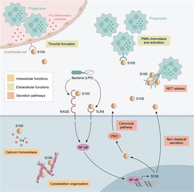 Frontiers | From bench to bedside: Calprotectin (S100A8/S100A9) as a ...