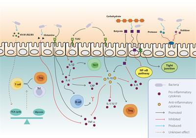 Frontiers | Interaction between gut microbiota and immune checkpoint ...