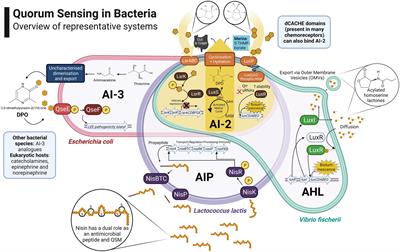 Frontiers | Quorum sensing in human gut and food microbiomes ...