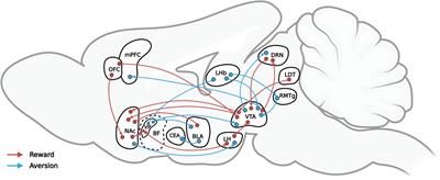 Frontiers | Neural circuits provide insights into reward and aversion