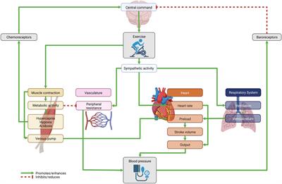 Blood Pressure And Measurement – The Student Physiologist