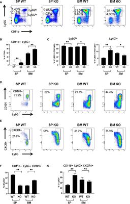 Frontiers | CXCR2 intrinsically drives the maturation and function of ...