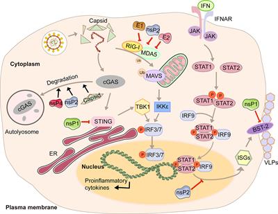 Frontiers | Innate immune evasion by alphaviruses