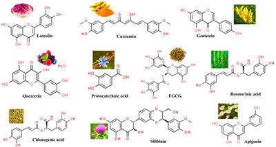 Frontiers | Recent updates on anticancer mechanisms of polyphenols