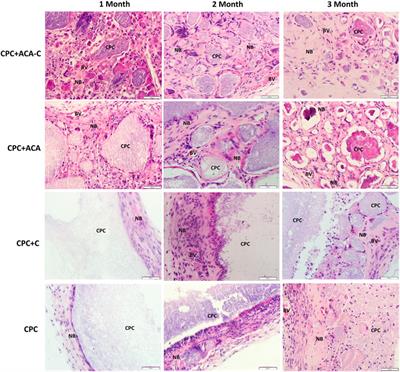 Frontiers | Physicochemical properties of bone marrow mesenchymal stem ...