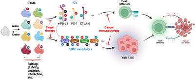 Frontiers | Editorial: Post-translational modifications of proteins in ...