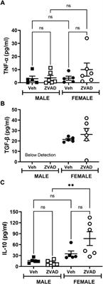 Frontiers Sex Differences In Apoptosis Do Not Contribute To Sex Differences In Blood Pressure Or Renal T Cells In Spontaneously Hypertensive Rats