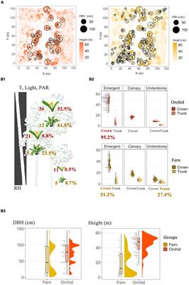 Phylogenetic diversity and the structure of host-epiphyte interactions