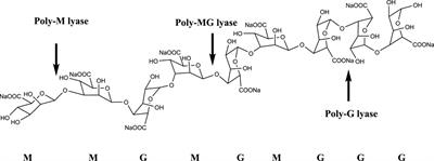 Frontiers | Sustainable alginate lyases catalyzed degradation of bio ...