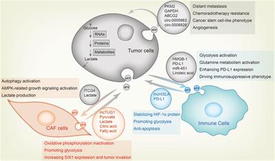 Ectopic ATP synthase stimulates the secretion of extracellular vesicles in  cancer cells