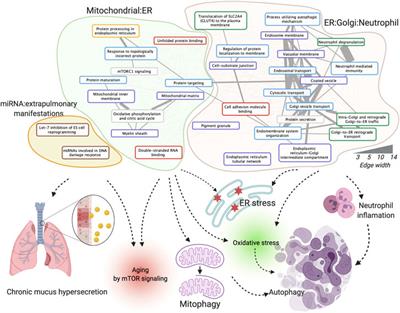 Frontiers | miRNA–mRNA–protein dysregulated network in COPD in women