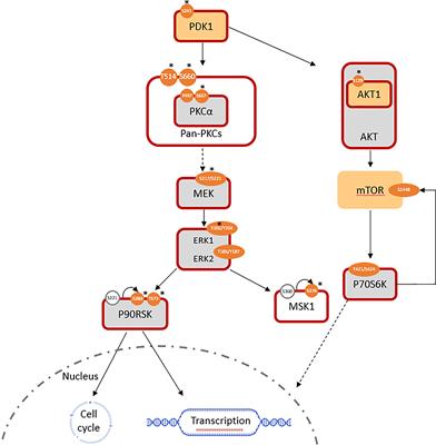 Frontiers | PKC-mediated phosphorylation and activation of the MEK/ERK ...