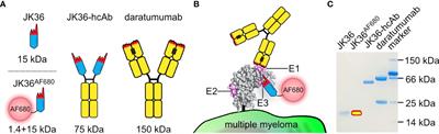 Frontiers | CD38-specific nanobodies allow in vivo imaging of multiple ...