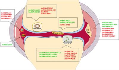 Frontiers | The effect of long non-coding RNAs in joint destruction of ...