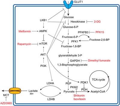 Frontiers | Glycolysis in tumor microenvironment as a target to improve ...