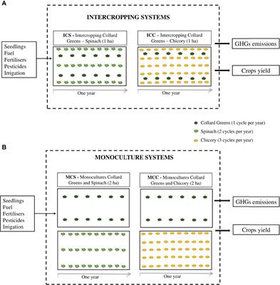 Frontiers | Greenhouse gas emissions and carbon footprint of collard ...