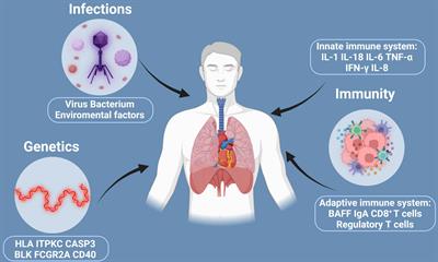 Frontiers | MicroRNAs in Kawasaki disease: An update on diagnosis ...