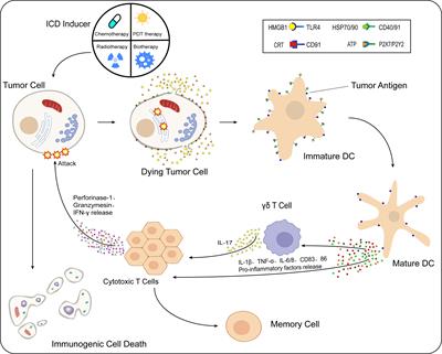 Frontiers | Research progress in inducing immunogenic cell death of ...