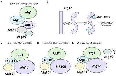 Frontiers | The crucial role of the regulatory mechanism of the Atg1 ...