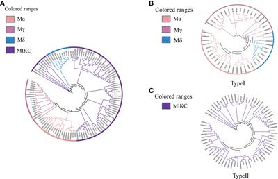 Frontiers Genome Wide Identification And Comprehensive Analyses Of