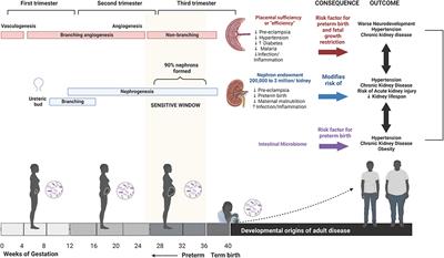 Frontiers  Developmental origins of disease highlight the immediate need  for expanded access to comprehensive prenatal care