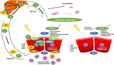 Frontiers | Bile acids as inflammatory mediators and modulators of ...