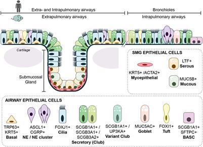 Frontiers | Lung epithelium development and airway regeneration